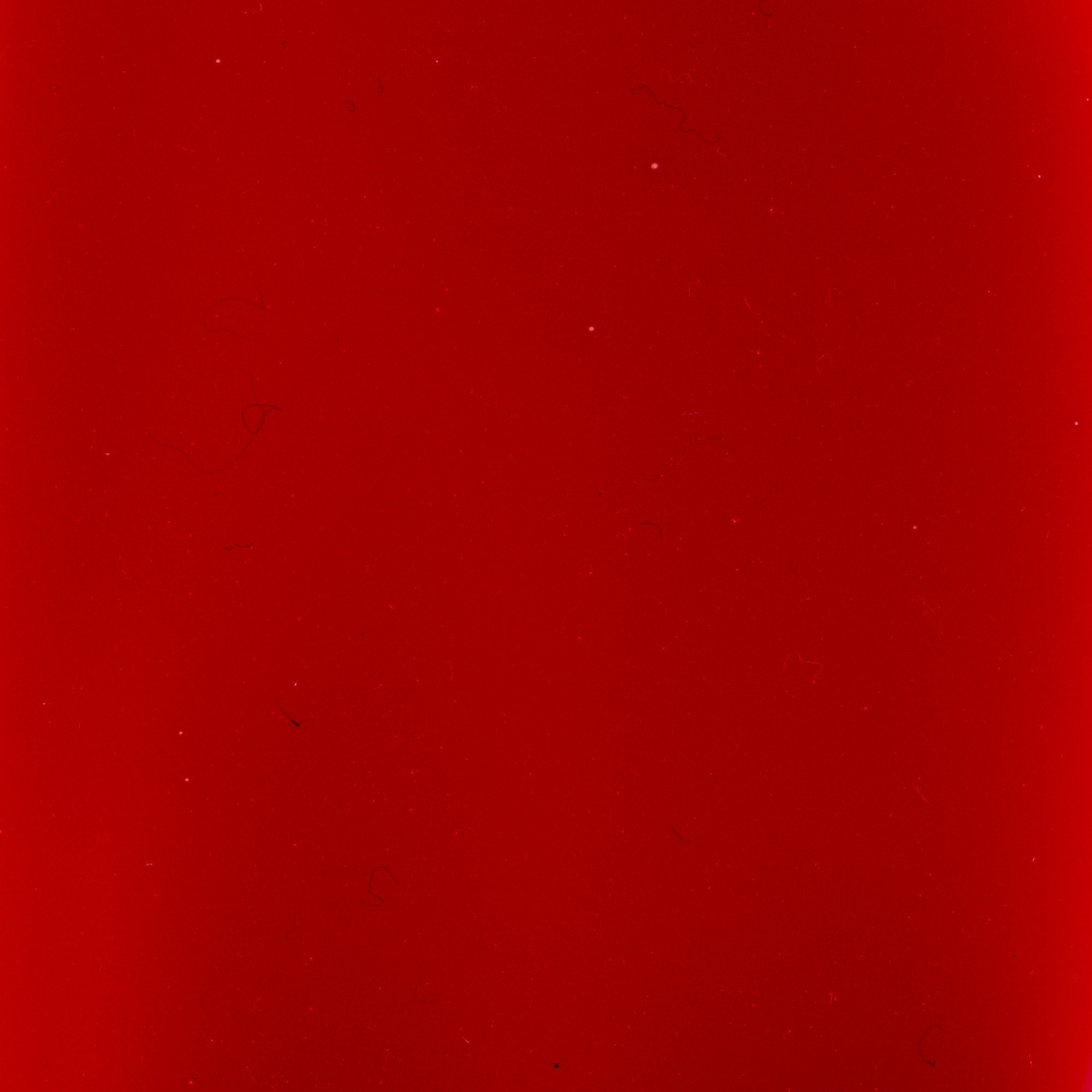 Glasfärg blank 45 ml vit